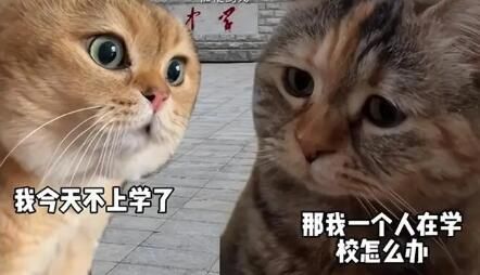 对话小猫是什么梗